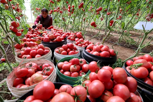 Урожай помидоров фото