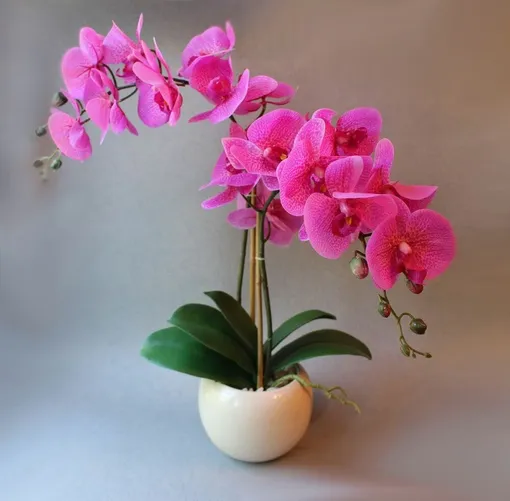 Как стимулировать цветение орхидеи