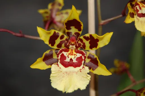 Орхидея камбрия: как правильно ухаживать за «танцующей звёздой»