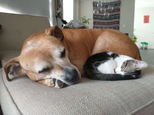 собака и котенок