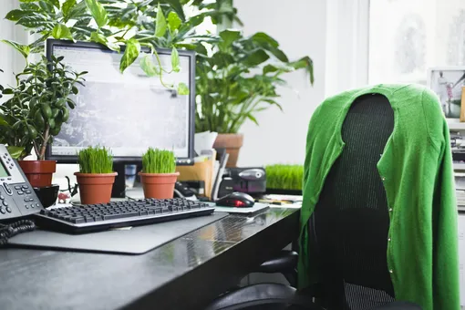 Лучшие офисные растения: создаём комфорт на рабочем месте вместе с «Новым очагом»