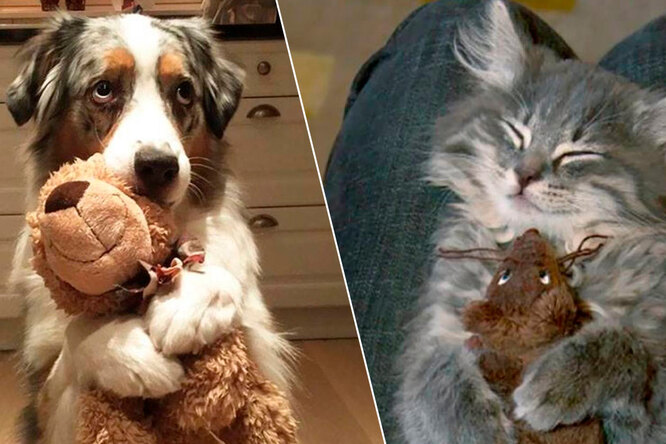 15 смешных фото домашних животных, которые не могут прожить без любимой игрушки