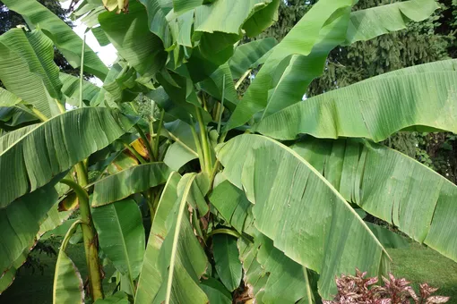Вредители бананового дерева