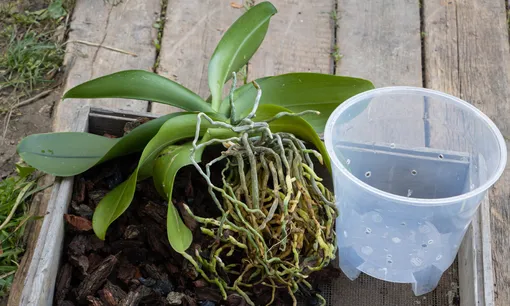 Как ухаживать за орхидеями: специфика растения