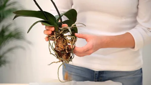 почему перестала цвести орхидея что делать