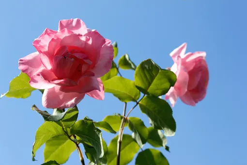 Роза, названная в честь королевы Елизаветы II