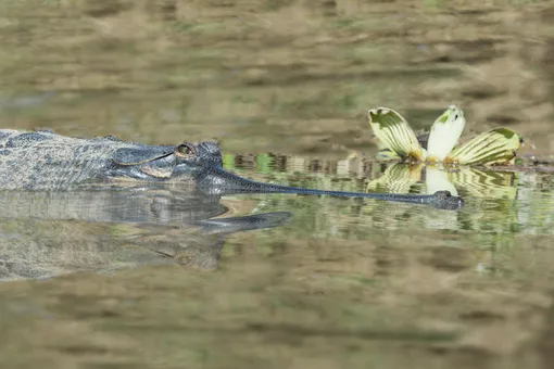 крокодил в реке