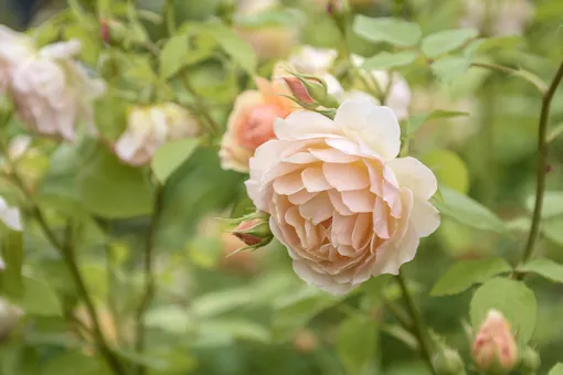 Английская роза Grace