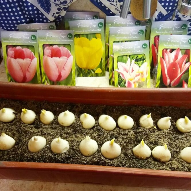 Přípravné práce před výsadbou tulipánů doma