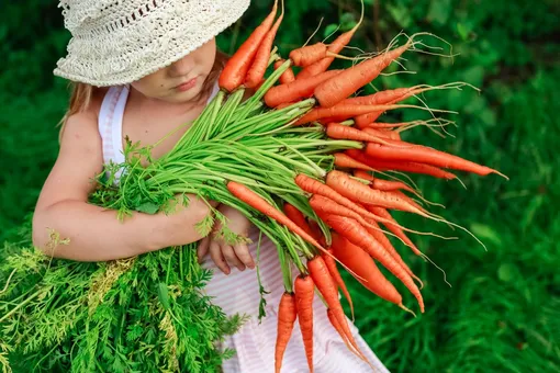 Полезные советы при выращивании моркови