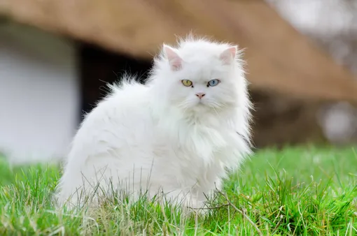 Кошки с голубыми глазами: ангорская кошка