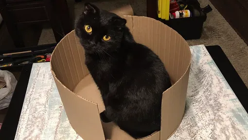 дом из картона для кошки