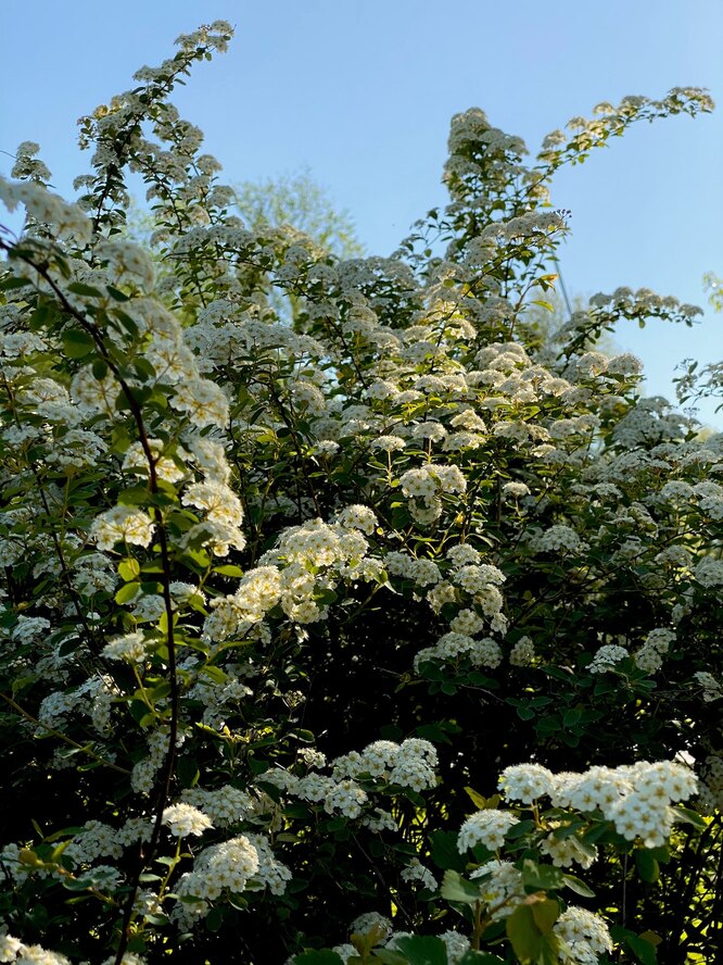 Растения для живой изгороди — спирея — цветёт великолепными белыми цветами