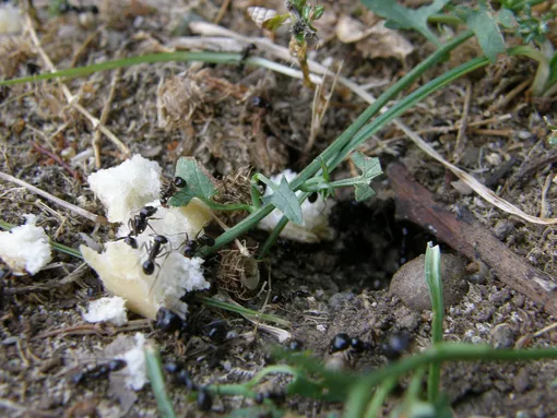 Избавиться от муравьев можно с помощью отравленной приманки, которую они сами занесут в муравейник