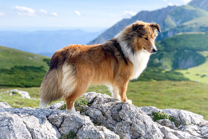 Шетландская овчарка или шелти, всё об этой породе собак