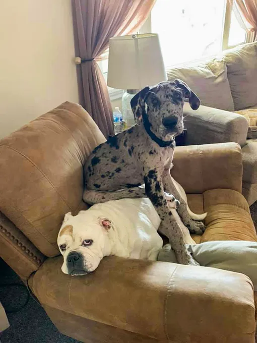 собаки на кресле