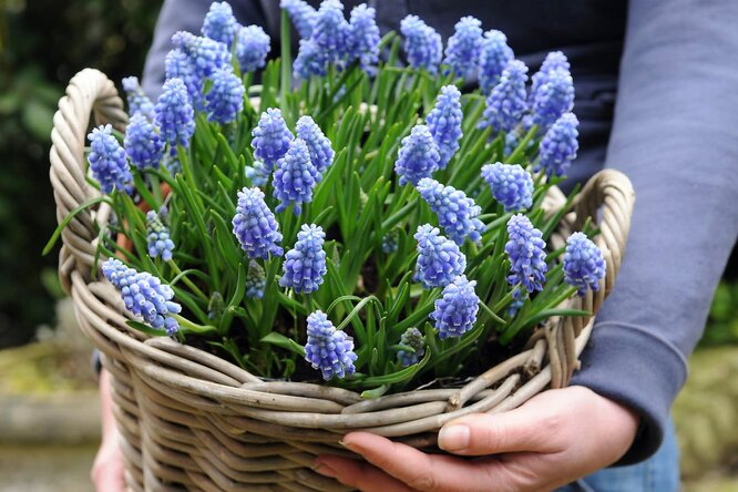 Особенности мускарей