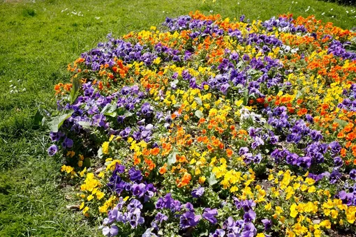 Клумба — самый популярный вид цветника.