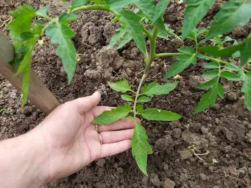 Обрывание листьев для повышения урожайности томатов