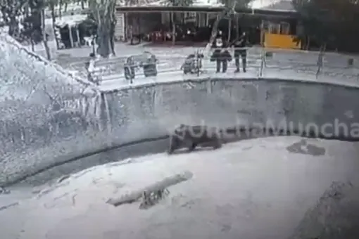 Посетительница зоопарка бросила маленького ребенка в вольер к медведю