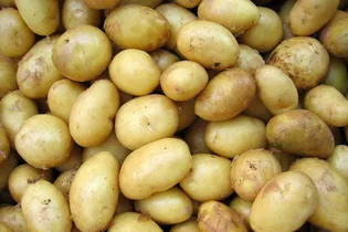 Чтобы клубни были с кулак: как правильно высаживать картофель по методу Ушакова