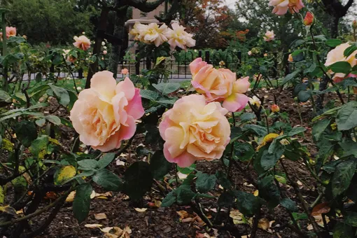 7 морозостойких сортов роз, цветущих до поздней осени