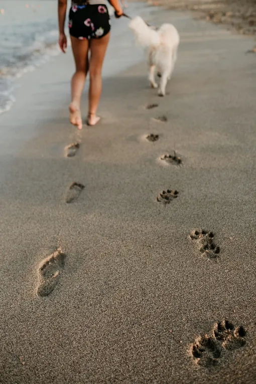 Собака и девушка идут по пляжу