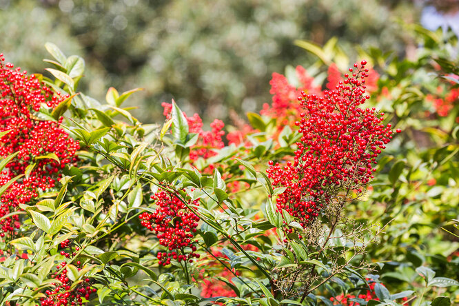 Nandina domov: jak správně pečovat o keře doma i na zahradě