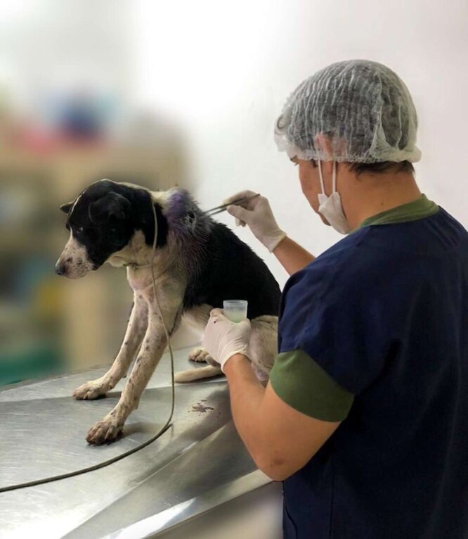 бездомный пес сам нашел ветеринарную клинику