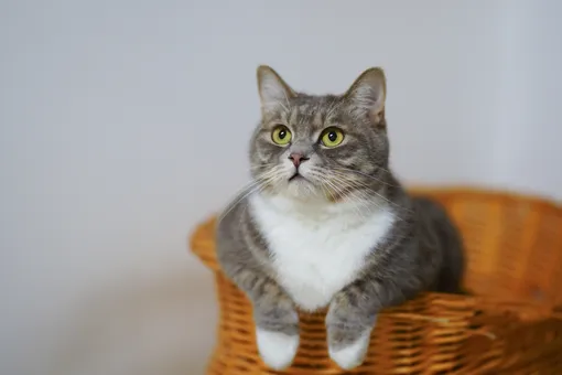В Саратове кот Пузик спас хозяина от смерти, но чуть не погиб сам