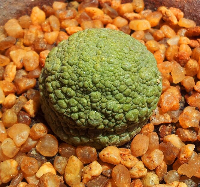 Pseudolithos