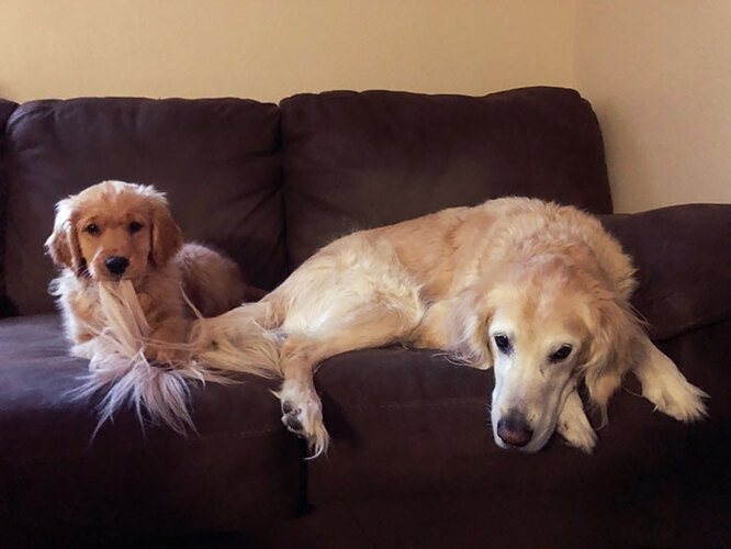 собака и щенок на диване
