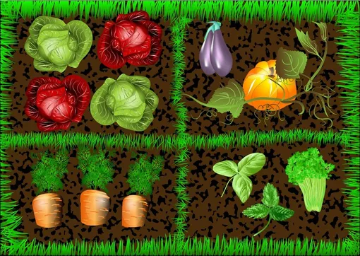 Овощи для начинающих огородников