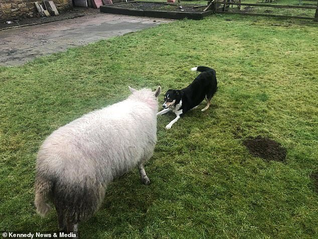 овца играет в догонялки с собакой