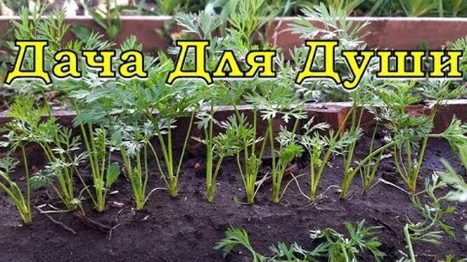 Как правильно прореживать морковь на грядке в открытом грунте, чтобыполучить полноценный богатый урожай.