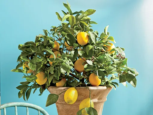 Какой сорт лимона можно вырастить на подоконнике, чтобы он плодоносил
