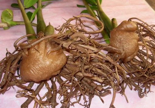 Замиокулькас может быть размножен методами деления корневища, черенкования и посадки отдельных листьев.