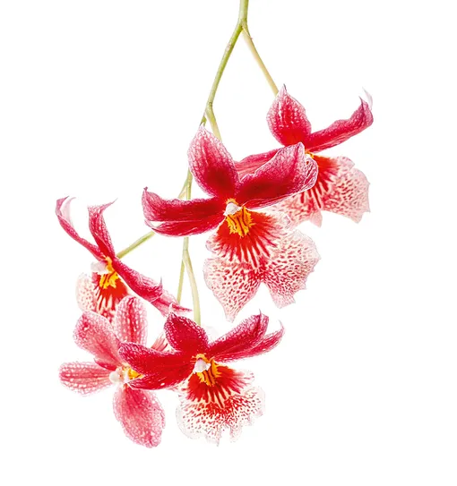 Причудливый цветок невероятно сочных оттенков, который является гибридом, искусственно выведенным из нескольких сортов со всего света