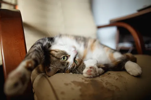 Чтобы кошка перестала драть диван, её нужно... меньше любить