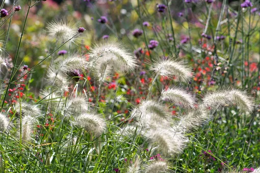 Перистощетинник — декоративная трава