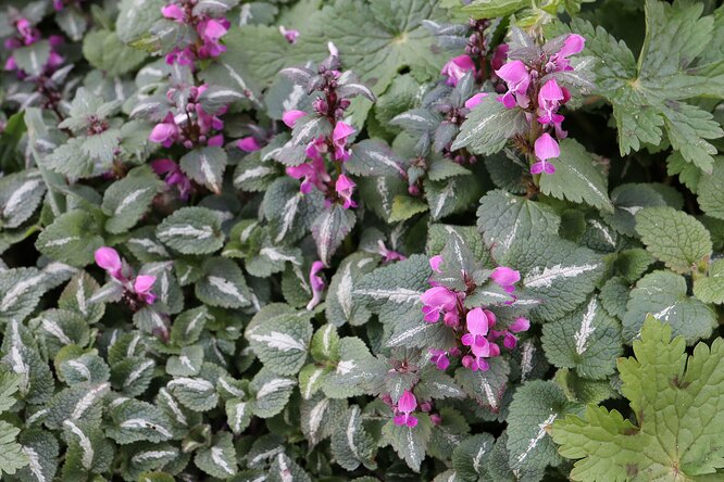 Lamium/Lamium maculatum