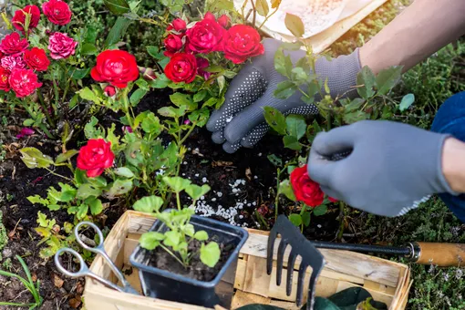 Домашние удобрения для роз: как их сделать и использовать