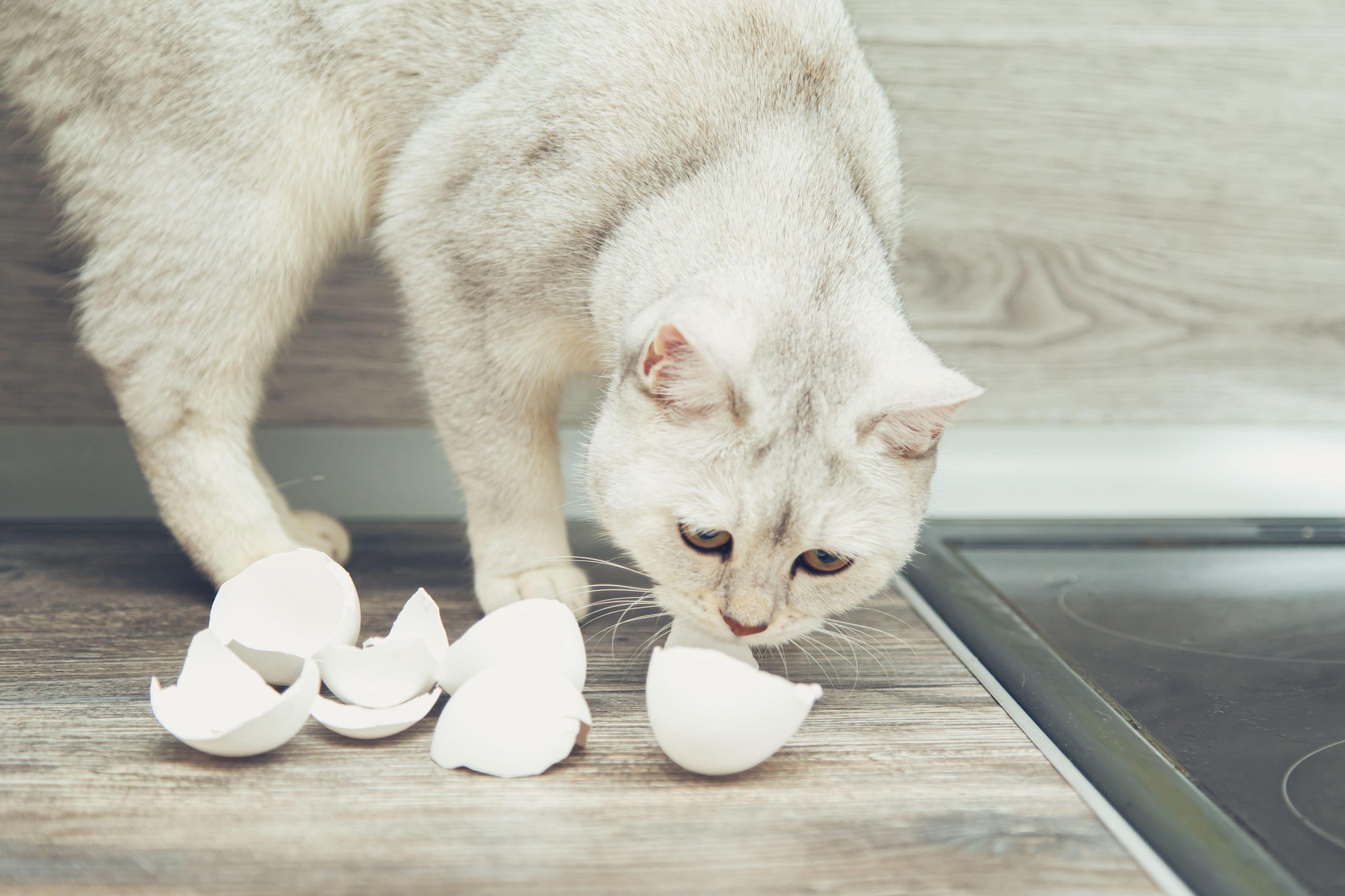 Можно ли давать кошке сырые яйца