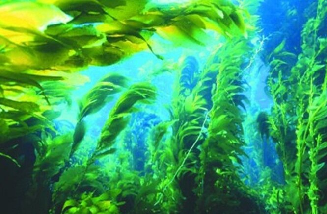 Узнайте, как морские водоросли помогают эффективно бороться с целлюлитом и избавиться от него раз и навсегда! Морские водоросли для борьбы с целлюлитом: эффективные методы