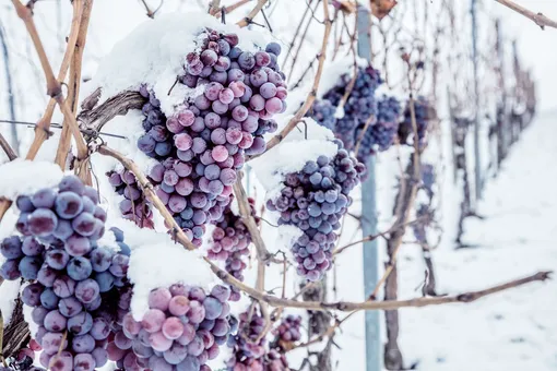 Не агроволокном: как правильно укрыть виноград на зиму