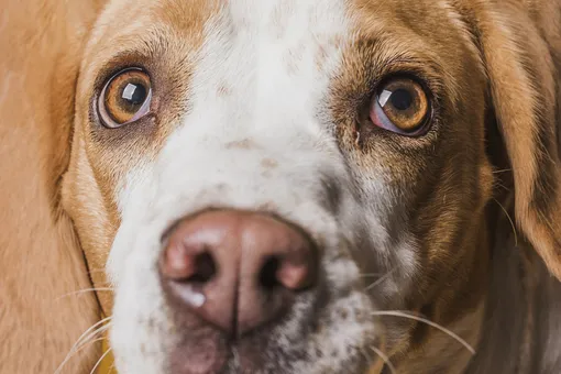 Трогательные кадры из затопленного Орска: спасение собак, которых хозяева не взяли с собой