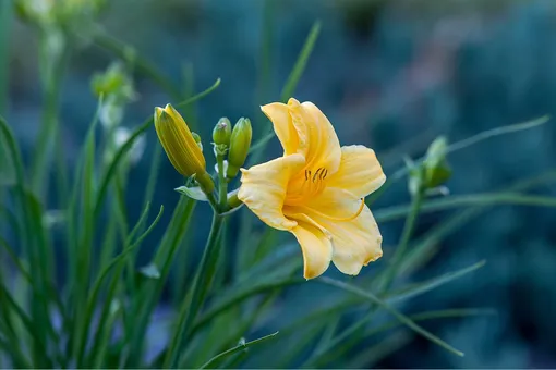 6 губительных ошибок в выращивании лилейника, которые превращают красивый цветок в сорный куст
