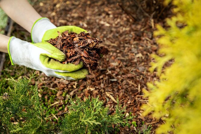 Избавиться от пырея на садовом участке помогает мульчирование плотным толстым слоем