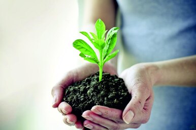 Польза суперфосфата для растений в саду и огороде: советы правильного применения удобрения