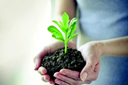 Польза суперфосфата для растений в саду и огороде: как правильно применять удобрение